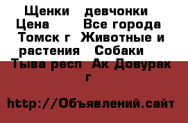 Щенки - девчонки › Цена ­ 2 - Все города, Томск г. Животные и растения » Собаки   . Тыва респ.,Ак-Довурак г.